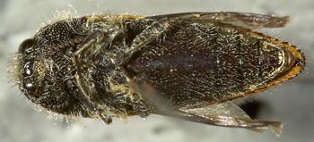 Media type: image;   Entomology 24420 Aspect: habitus ventral view